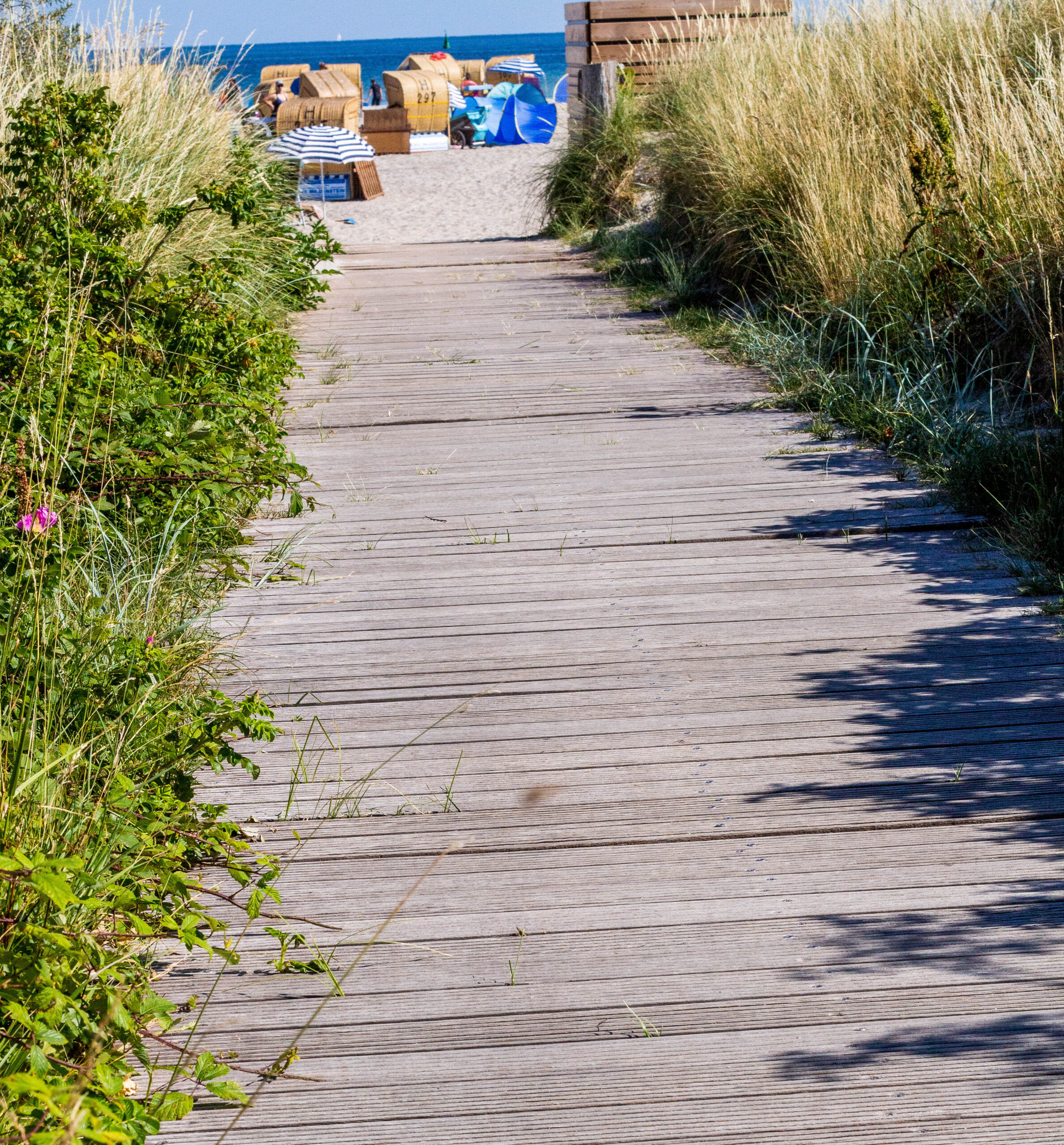 Ein Holzsteg führt inmitten von Dünengras zum Meer.