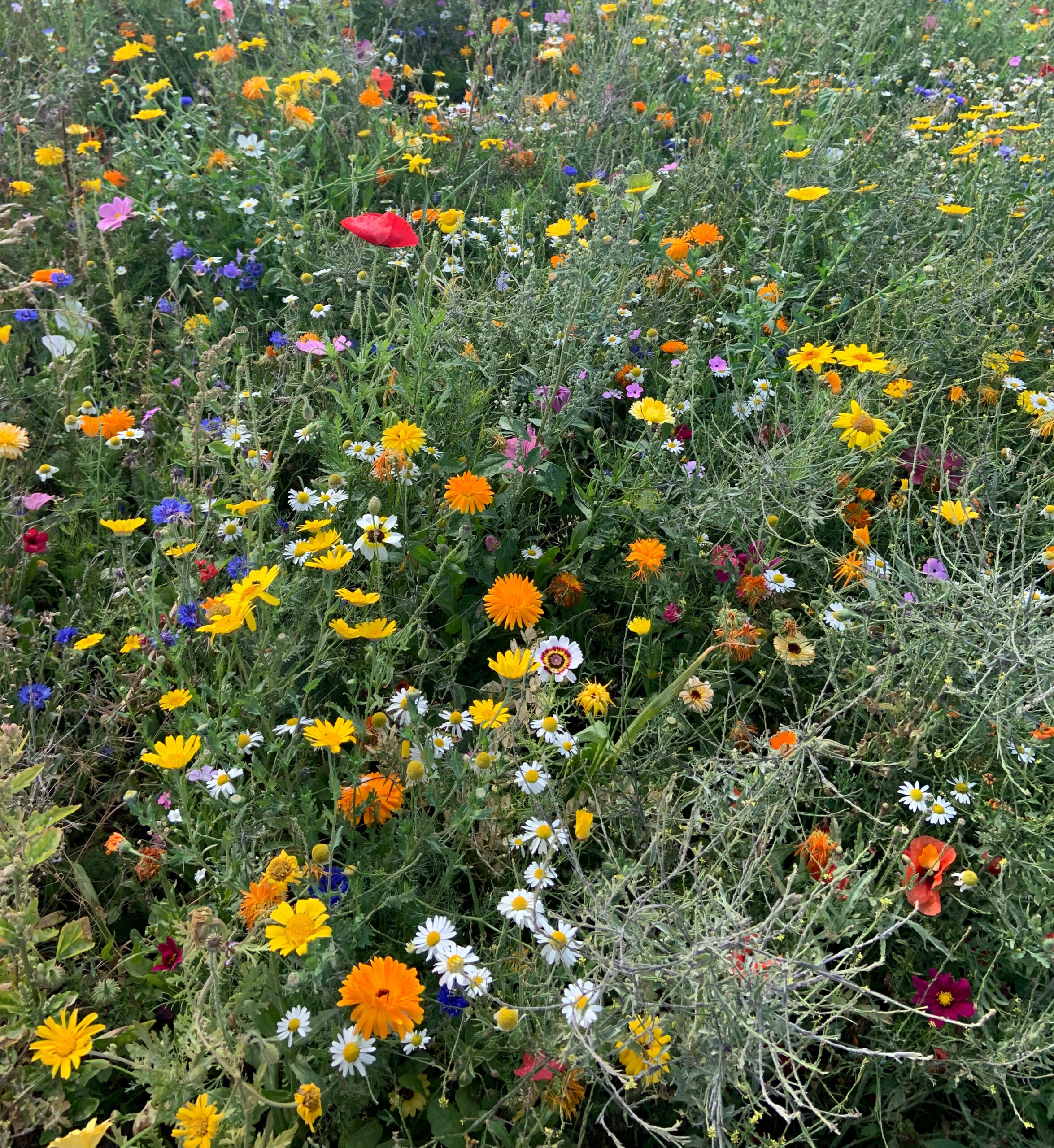 Eine sommerliche Blumenwiese mit vielen bunten Blumen.